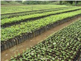 Planting trees in Costa Rica